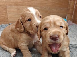 Cocker spaniel