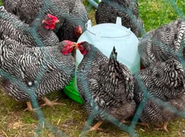 Barred Plymouth rocks hatching eggs