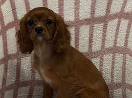 Cavalier King Charles spaniel