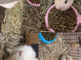 guinea pigs