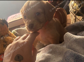 Four beautiful cocker spaniel female puppies for Sale!