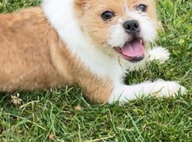 French bulldog cross Shih Tzu female