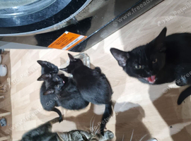 Kittens needing a loving home