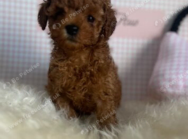 Genuine kc toy poodle