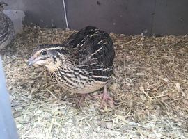 3 10 WEEK OLD FEMALE COTURNIX QUAILS