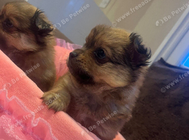 Pomchi puppies for sale