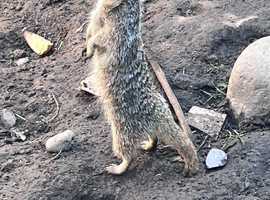 Baby meerkats