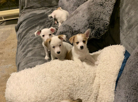 miniature jack russel puppies