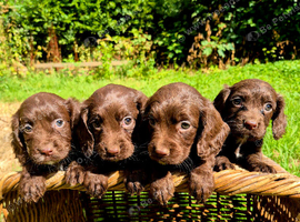 Cocker spaniel puppies