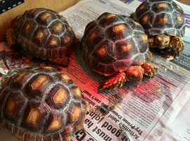 Baby sulcata tortoises