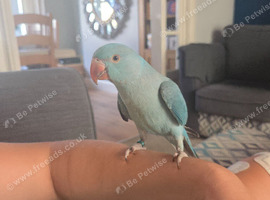 Tame baby indian ring neck parrot hand reared