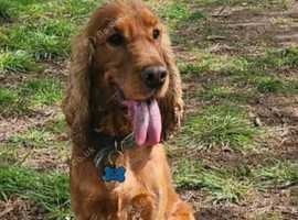 Show cocker spaniel stud