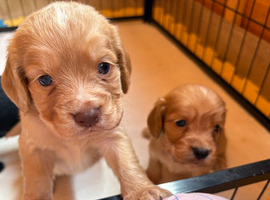 Stunning working cocker spaniel puppies