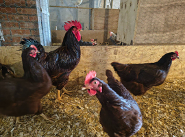 Rhode island red hatching eggs, &pound;15 per 6 eggs