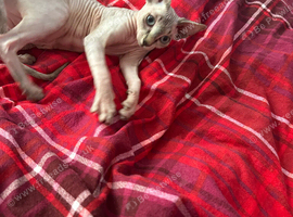 Sphnx kitten For sale