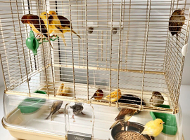 Various Canaries&rsquo;s
