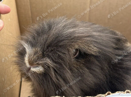 pure lionhead chocolate brown buck - 6months old