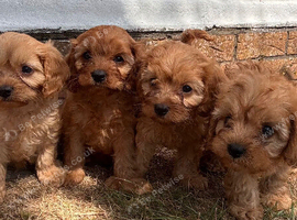 Stunning Cavapoo puppies