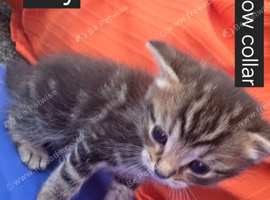4 Week Old Kittens will be ready on 11th sept
