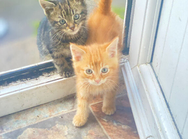 4 Kittens Ready for a Home now!!