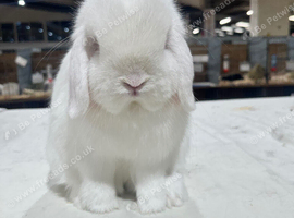 Beautiful Red Eyed White Mini Lop male
