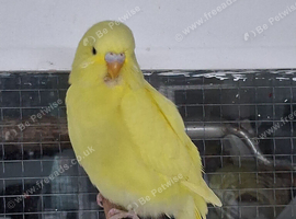 Budgie
