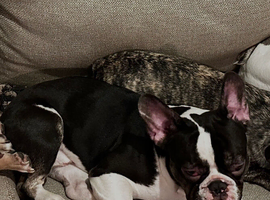 Black and white male French bull dog 1 year old