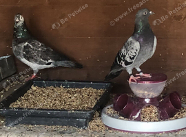 PIGEONS FOR SALE