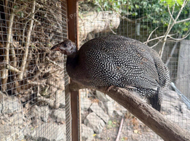 Guinea Fowl