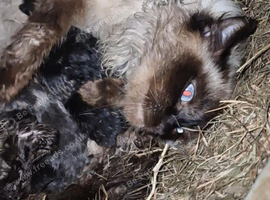 4 ado kittens to be re homed