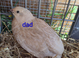 12 jumbo coturnix quail hatching eggs available