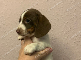 Just one piebald miniature dachshund girl left