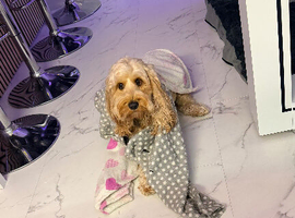 Cockapoo