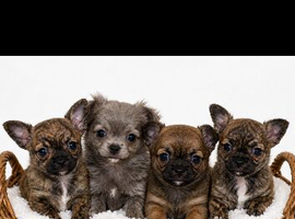 Brindle tiny chihuahua babies ready now