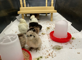 Silkie Chicks for Sale
