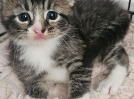 Kittens