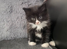 Kittens for sale Bradford