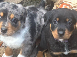 Border Rotties