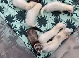 FERRETS FERRETS FERRETS