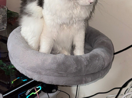 Persian Rgadoll Cat 1yr old