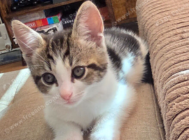 Adorable Kittens looking for a new home