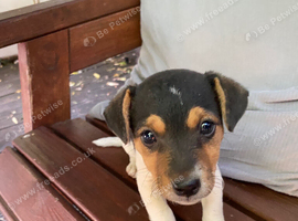 Jack Russell, Puppy