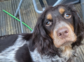 Cocker spaniel puppy's due 1 week