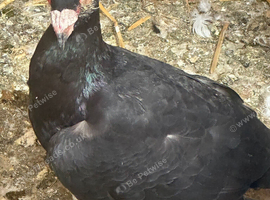 Carrier hen