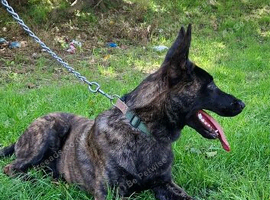 Dutch Shepherd dog for rehoming