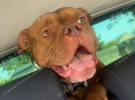 STUD 4 year old male pocket bully