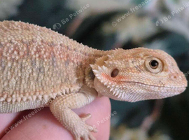 Healthy baby bearded dragons