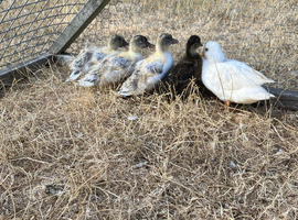4 call duck ducklings
