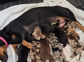 Stunning Miniature Dachshunds