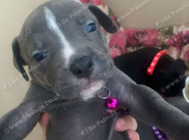 Amstaff puppies